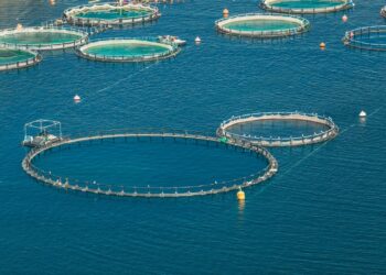 Namibia Weighs Salmon Aquaculture as Strategic Pillar of Blue Economy Expansion