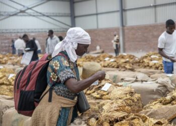 Zimbabwe Opens 2026 Tobacco Marketing Season with Value Addition Push