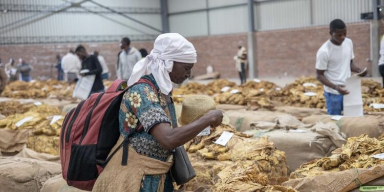 Zimbabwe Opens 2026 Tobacco Marketing Season with Value Addition Push