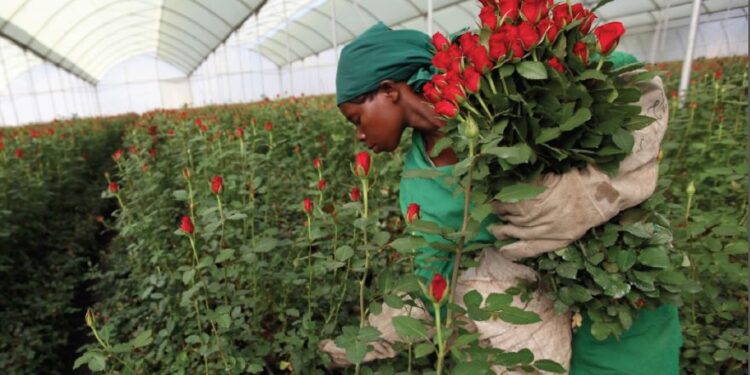 Kenya Flower Exports Disrupted by Middle East Conflict