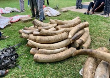 Zambia authorities intercept nearly half a tonne of ivory in Lusaka operation