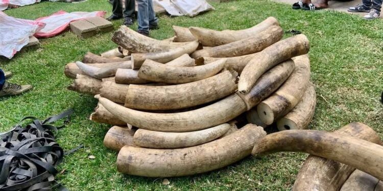 Zambia authorities intercept nearly half a tonne of ivory in Lusaka operation
