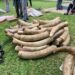 Zambia authorities intercept nearly half a tonne of ivory in Lusaka operation