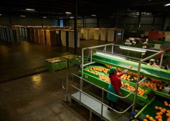 South African citrus rerouted to Middle East amid shipping disruption