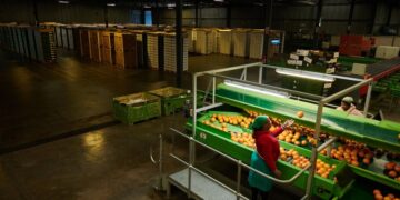 South African citrus rerouted to Middle East amid shipping disruption