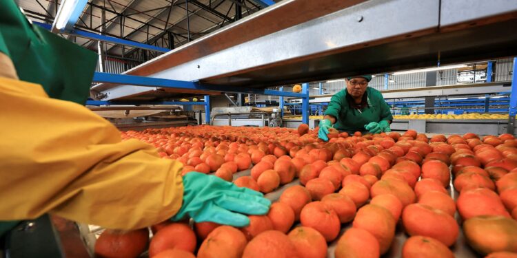 South Africa’s Citrus Exports Set for Measured Growth in 2026