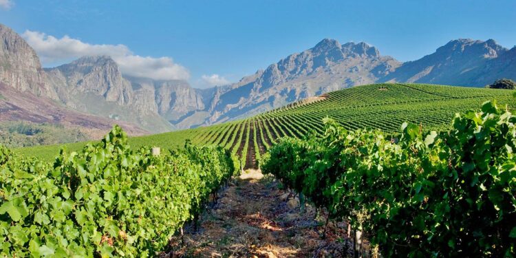 A New Vintage of Trade as China’s Zero Tariffs Stir South African Wine Ambitions