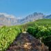 A New Vintage of Trade as China’s Zero Tariffs Stir South African Wine Ambitions