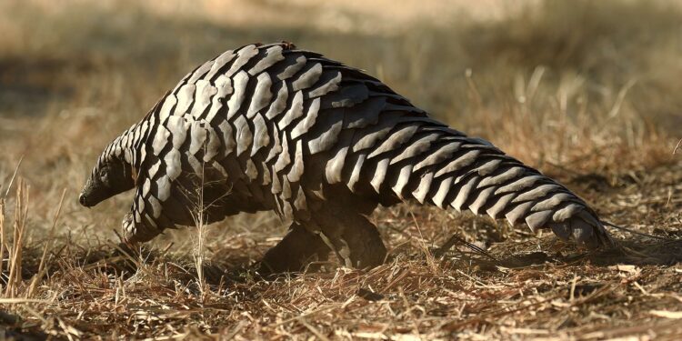 Namibia Reports Significant Decline in Wildlife Crime Following Intensified Enforcement