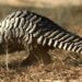 Namibia Reports Significant Decline in Wildlife Crime Following Intensified Enforcement