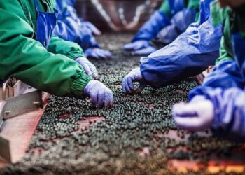 China’s Zero Tariff Policy Opens New Export Pathways for Zimbabwe’s Blueberry Industry