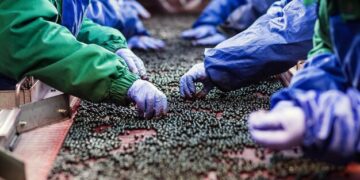 China’s Zero Tariff Policy Opens New Export Pathways for Zimbabwe’s Blueberry Industry