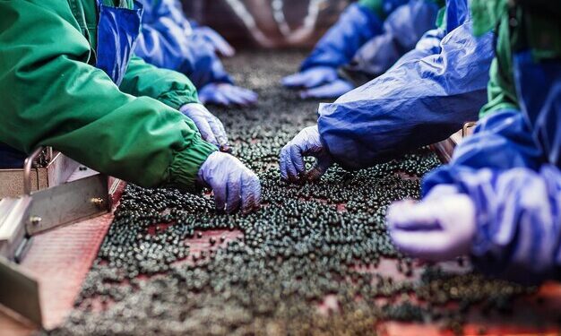 China’s Zero Tariff Policy Opens New Export Pathways for Zimbabwe’s Blueberry Industry