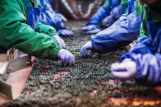 China’s Zero Tariff Policy Opens New Export Pathways for Zimbabwe’s Blueberry Industry