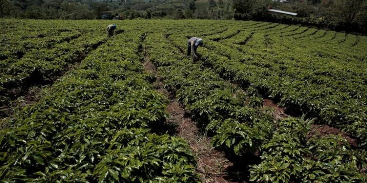 Coffee Industry Launches Satellite System to Track Deforestation in African Growing Regions