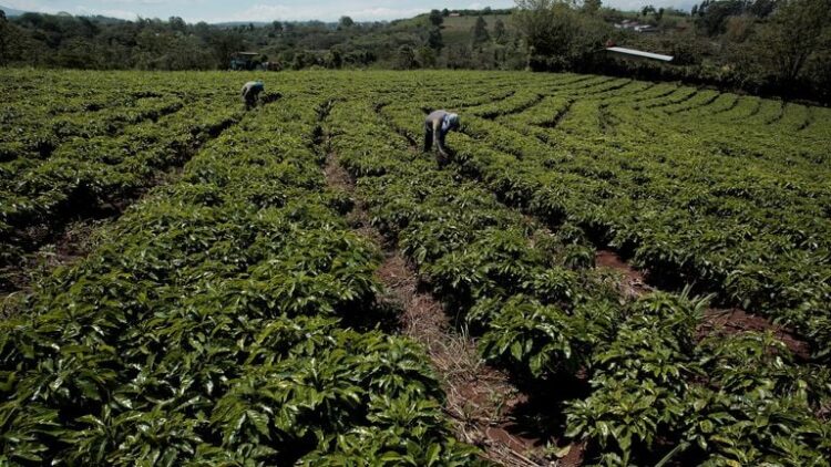 Coffee Industry Launches Satellite System to Track Deforestation in African Growing Regions