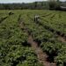 Coffee Industry Launches Satellite System to Track Deforestation in African Growing Regions