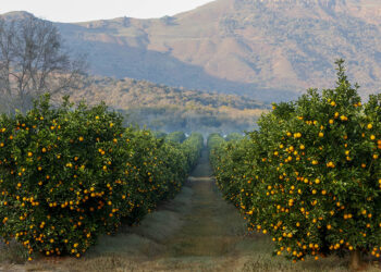 South African Citrus Exports Sustain Middle East Supply Despite Shifting Maritime Routes