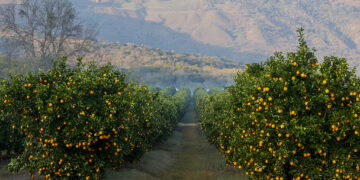 South African Citrus Exports Sustain Middle East Supply Despite Shifting Maritime Routes