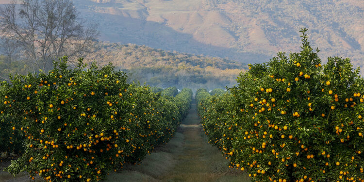 South African Citrus Exports Sustain Middle East Supply Despite Shifting Maritime Routes