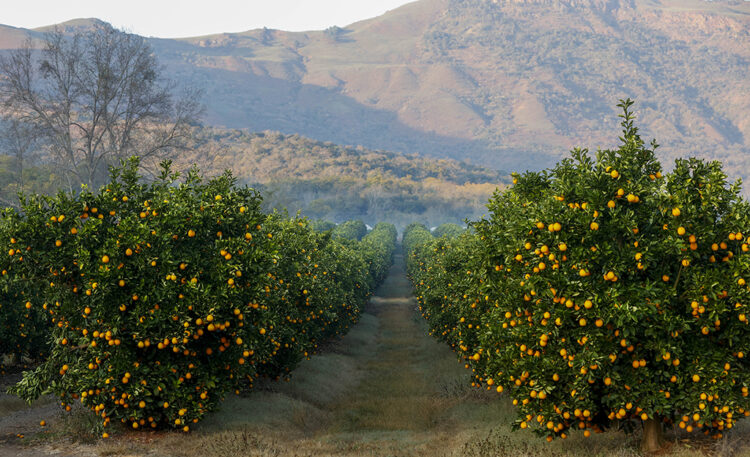 South African Citrus Exports Sustain Middle East Supply Despite Shifting Maritime Routes