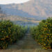 South African Citrus Exports Sustain Middle East Supply Despite Shifting Maritime Routes