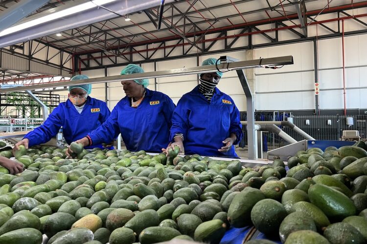 China’s tariff-free bridge for shared prosperity with Africa