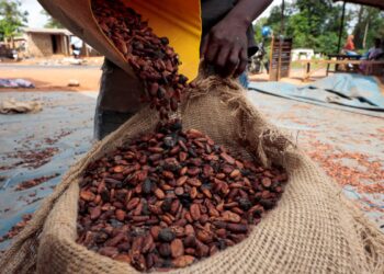 Ivory Coast cocoa output set to rise after two year slump