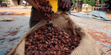 Ivory Coast cocoa output set to rise after two year slump