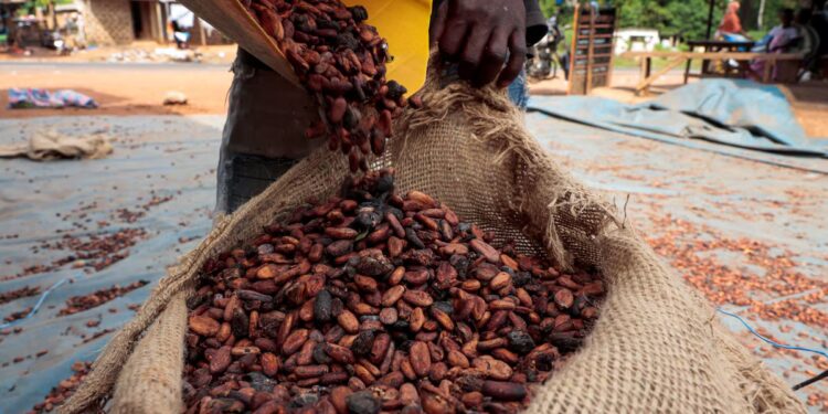 Ivory Coast cocoa output set to rise after two year slump