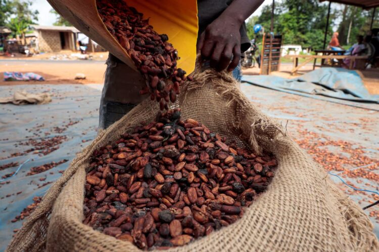 Ivory Coast cocoa output set to rise after two year slump