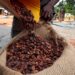 Ivory Coast cocoa output set to rise after two year slump