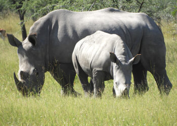 Namibia Records Eight Rhino Poaching Cases in 2026