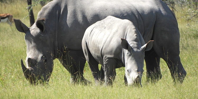 Namibia Records Eight Rhino Poaching Cases in 2026