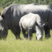 Namibia Records Eight Rhino Poaching Cases in 2026