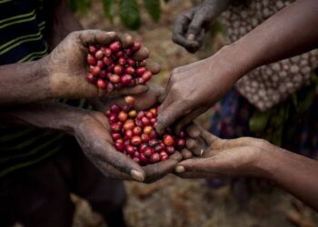 Ethiopia’s coffee exports reach 3 billion dollars as government targets 6 billion by 2031