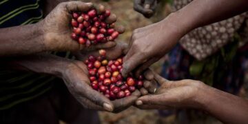 Ethiopia’s coffee exports reach 3 billion dollars as government targets 6 billion by 2031