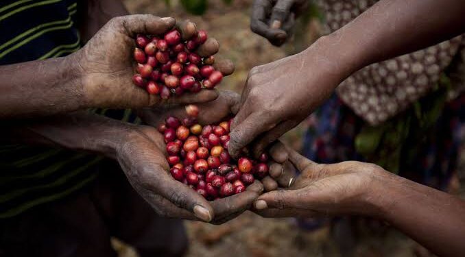 Ethiopia’s coffee exports reach 3 billion dollars as government targets 6 billion by 2031