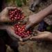 Ethiopia’s coffee exports reach 3 billion dollars as government targets 6 billion by 2031